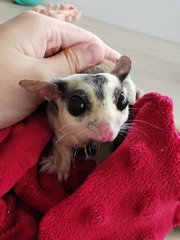 Shiro - Sugar Glider Small & Furry