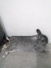 PF98995 - Netherland Dwarf Rabbit