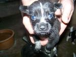 Charcoal - Mixed Breed Dog
