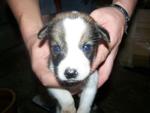 Daren - Mixed Breed Dog