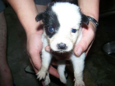 Wen Wen - Mixed Breed Dog