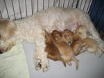 Toy Poodle Puppies For Sale.. - Poodle Dog