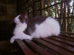 Pusakarimba Mysterious Lady Mist  - Maine Coon Cat