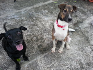 Chacha (Owner's Pet) - Labrador Retriever + Silky Terrier Dog