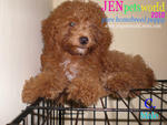 Toy Poodle Puppy - Pure Home Breed - Poodle Dog