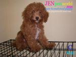 Toy Poodle Puppy - Pure Home Breed - Poodle Dog