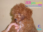 Toy Poodle Puppy - Pure Home Breed - Poodle Dog