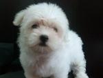 Taiwanese Small Breed Maltese - Maltese Dog