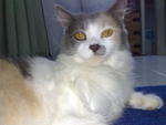 PF9961 - Domestic Medium Hair Cat