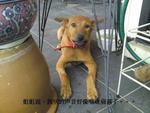 Coco - Terrier Mix Dog