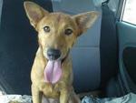 Coco - Terrier Mix Dog