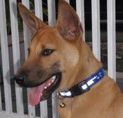 Nikita - Mixed Breed Dog