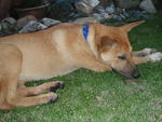 Nikita - Mixed Breed Dog