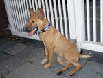 Nikita - Mixed Breed Dog