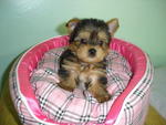 PF9977 - Silky Terrier Dog