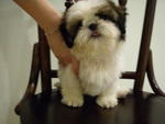 Shih Tzu Melody - Shih Tzu Dog