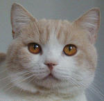 Mymanekineko Joey - British Shorthair Cat