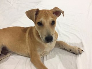 Petite  - Mixed Breed Dog