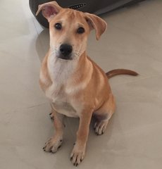 Petite  - Mixed Breed Dog