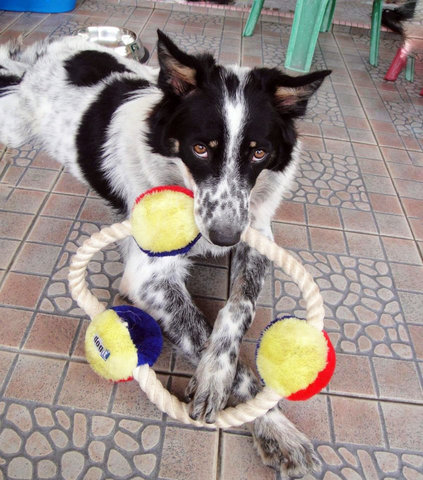 Girl Girl - Mixed Breed Dog