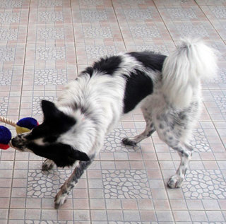 Girl Girl - Mixed Breed Dog