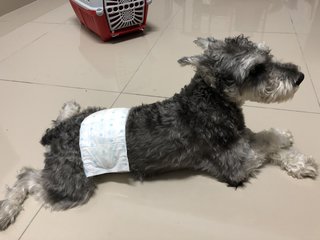 Max - Schnauzer Dog