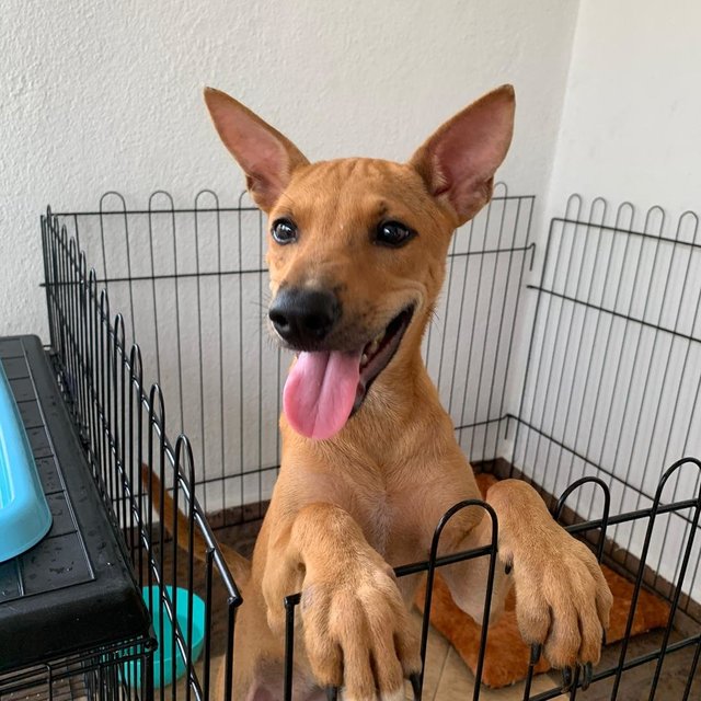 Dallas - Mixed Breed Dog