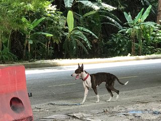 James - Boxer Mix Dog