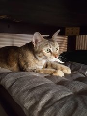 Mia - Domestic Short Hair Cat