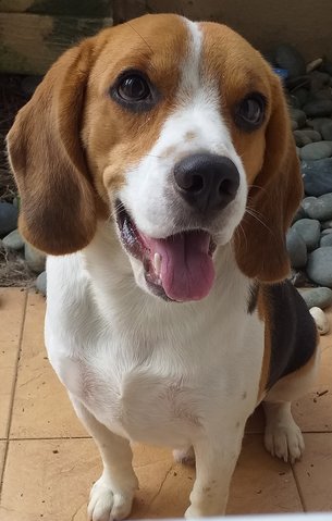 Beagle - Beagle Dog