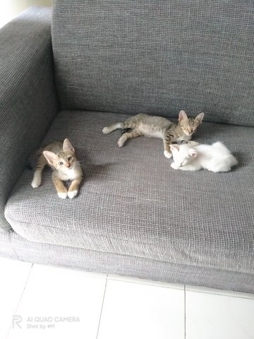 Toby And Siblings - Siamese Cat