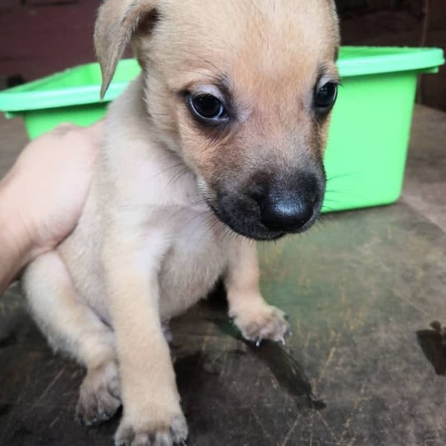 New Born - Mixed Breed Dog