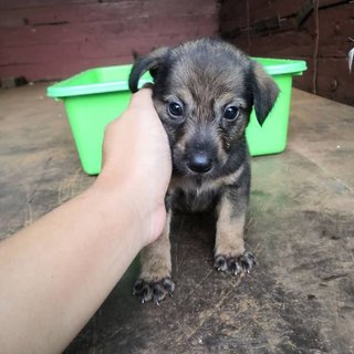 New Born - Mixed Breed Dog