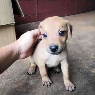 New Born - Mixed Breed Dog