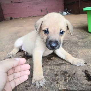 New Born - Mixed Breed Dog