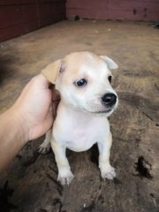 New Born - Mixed Breed Dog