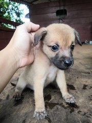 New Born - Mixed Breed Dog