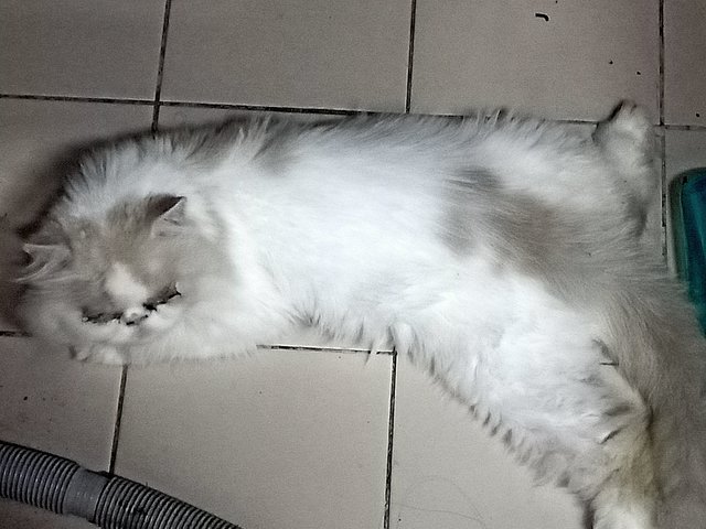 Nero - Persian Cat