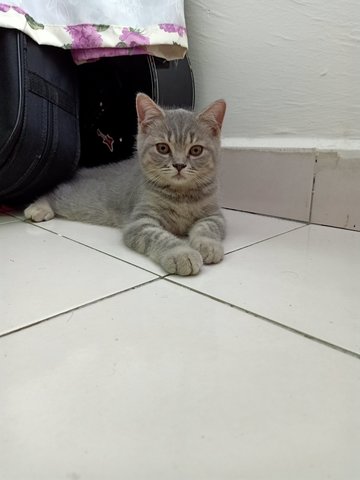 Melo - British Shorthair + Tabby Cat