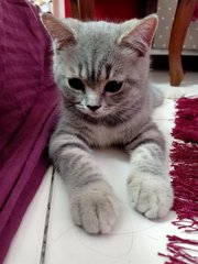 Melo - British Shorthair + Tabby Cat