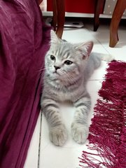 Melo - British Shorthair + Tabby Cat