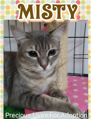 Misty - Tabby Cat