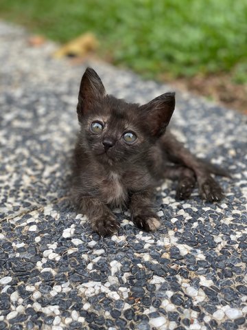 4 Kittens Up For Adoption!  - Domestic Short Hair Cat