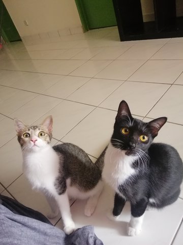 Nala &amp; Pico - Domestic Short Hair Cat