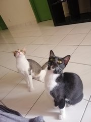 Nala &amp; Pico - Domestic Short Hair Cat