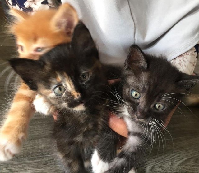 Ginger, Max And Luna - Domestic Short Hair Cat