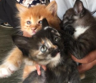 Ginger, Max And Luna - Domestic Short Hair Cat