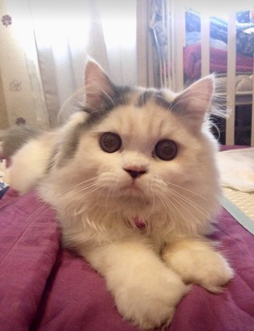 Lexi - Persian + Calico Cat