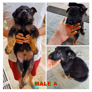 MALE A