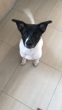 Charlie  - Mixed Breed Dog